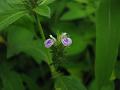 Small Flowered Justicia